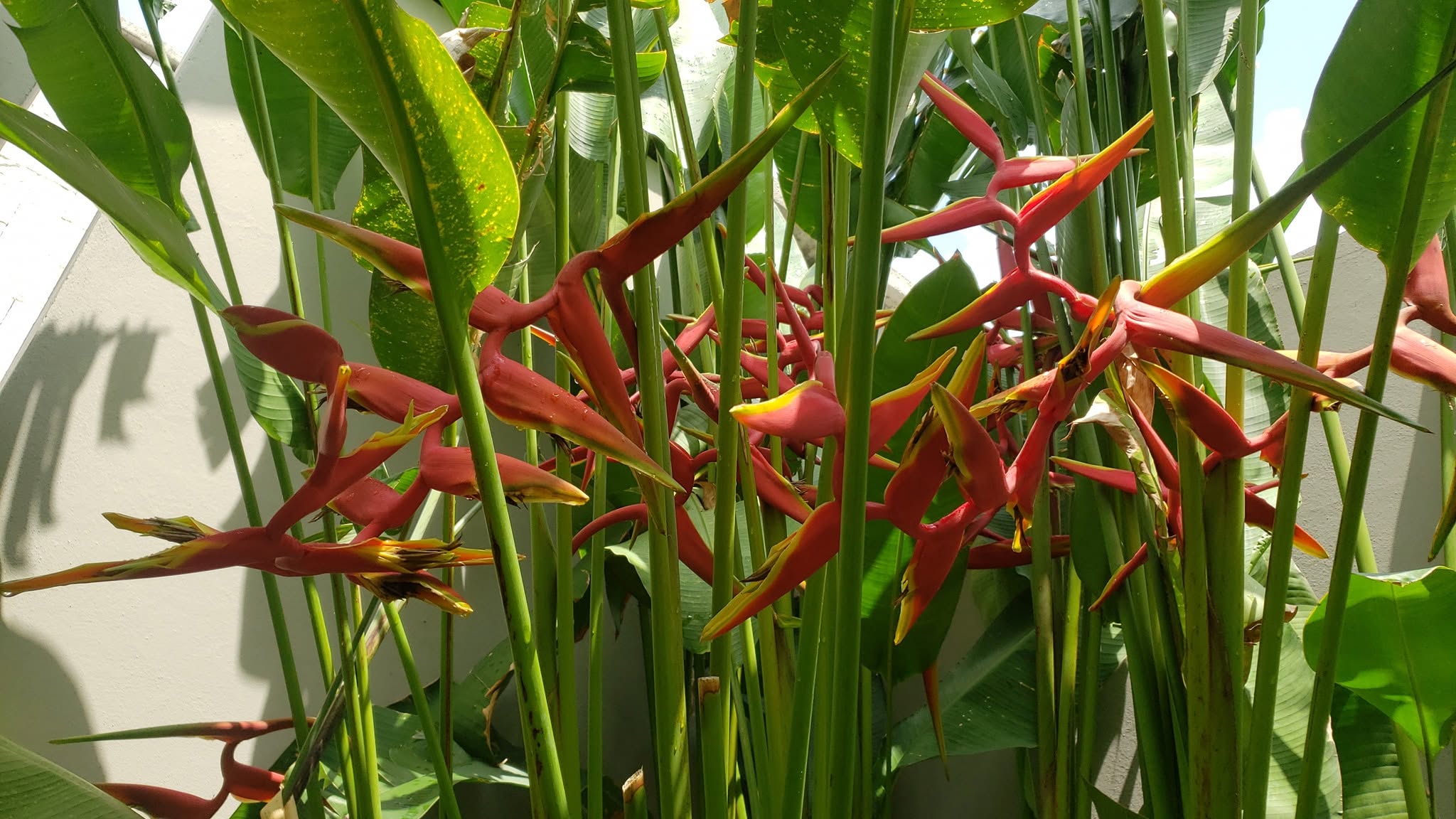 Heliconias rojas en flor entre el follaje tropical del vivero