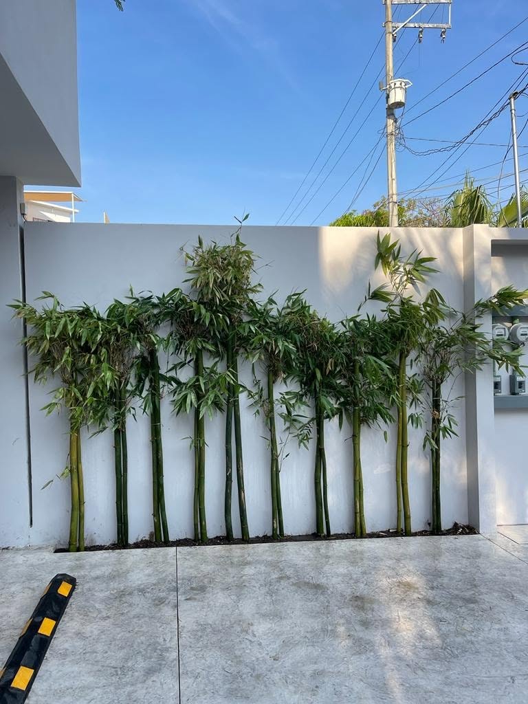 Hilera de bambú recién plantada contra un muro, diseño de El Edén