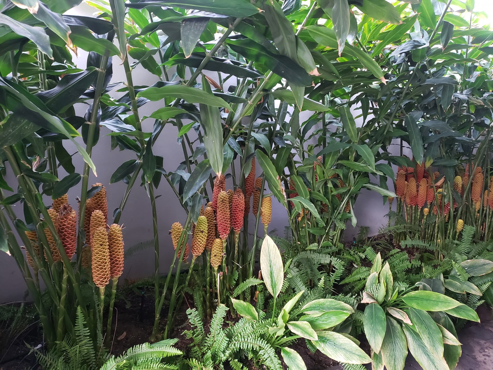 Jengibres de cono naranja y helechos en un jardín tropical de El Edén