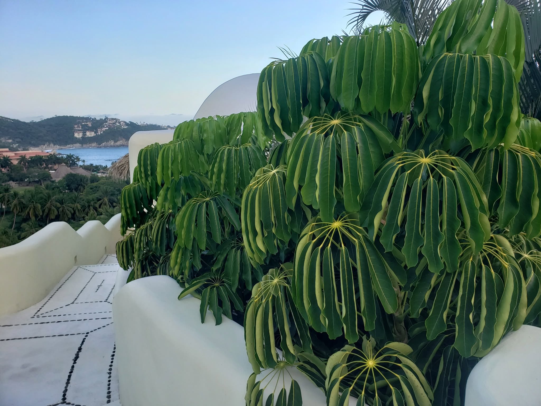 Planta de hojas grandes en una terraza con vista a la bahía de Huatulco