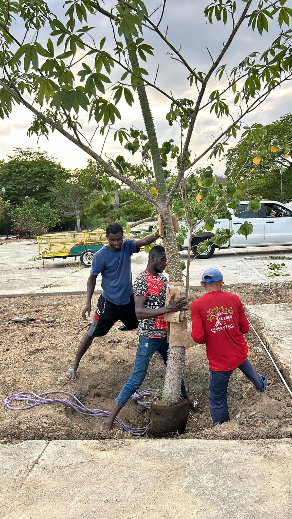 El equipo de El Edén plantando un árbol con cepellón en obra