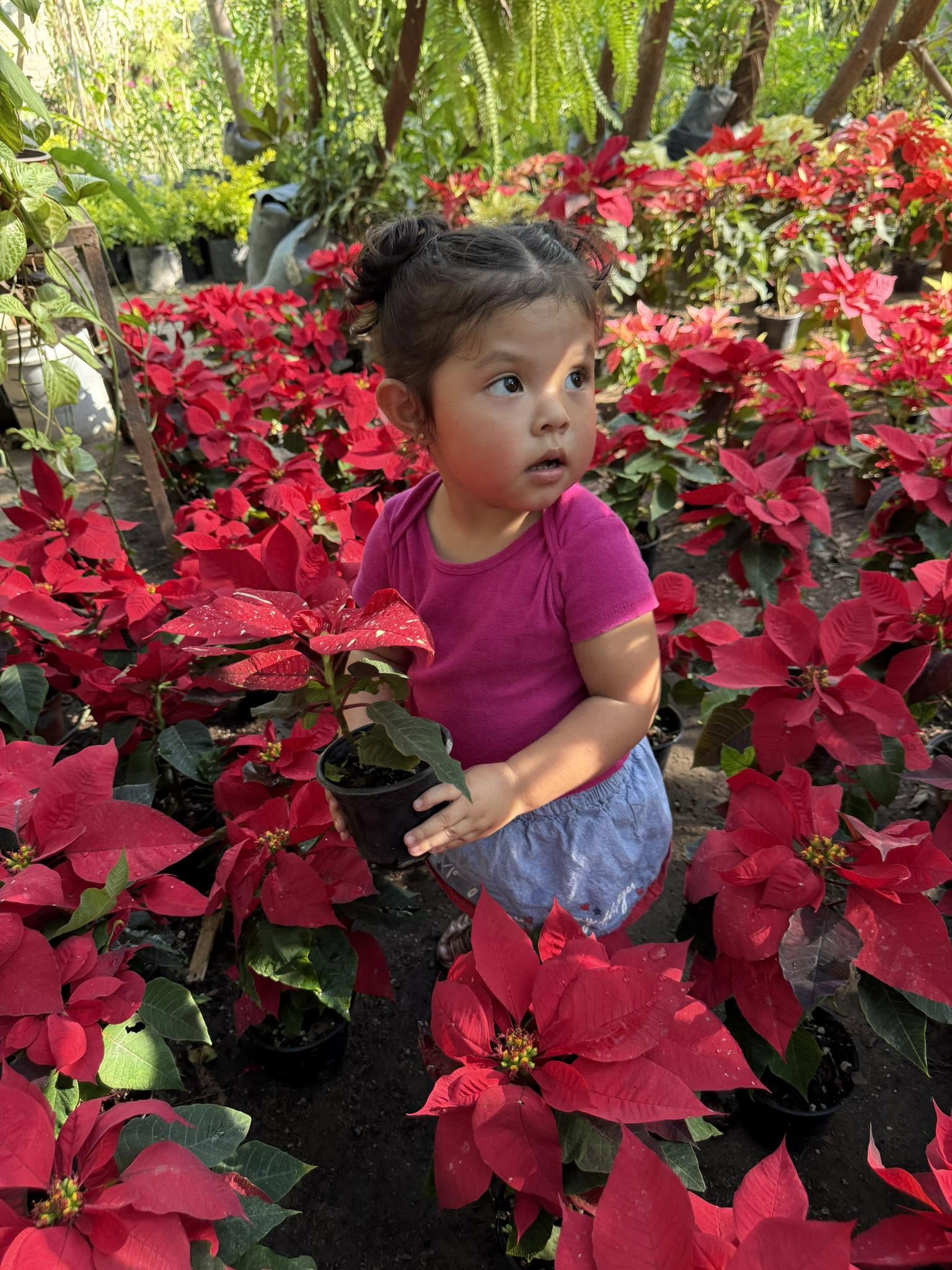Una niña de la familia entre las nochebuenas del vivero