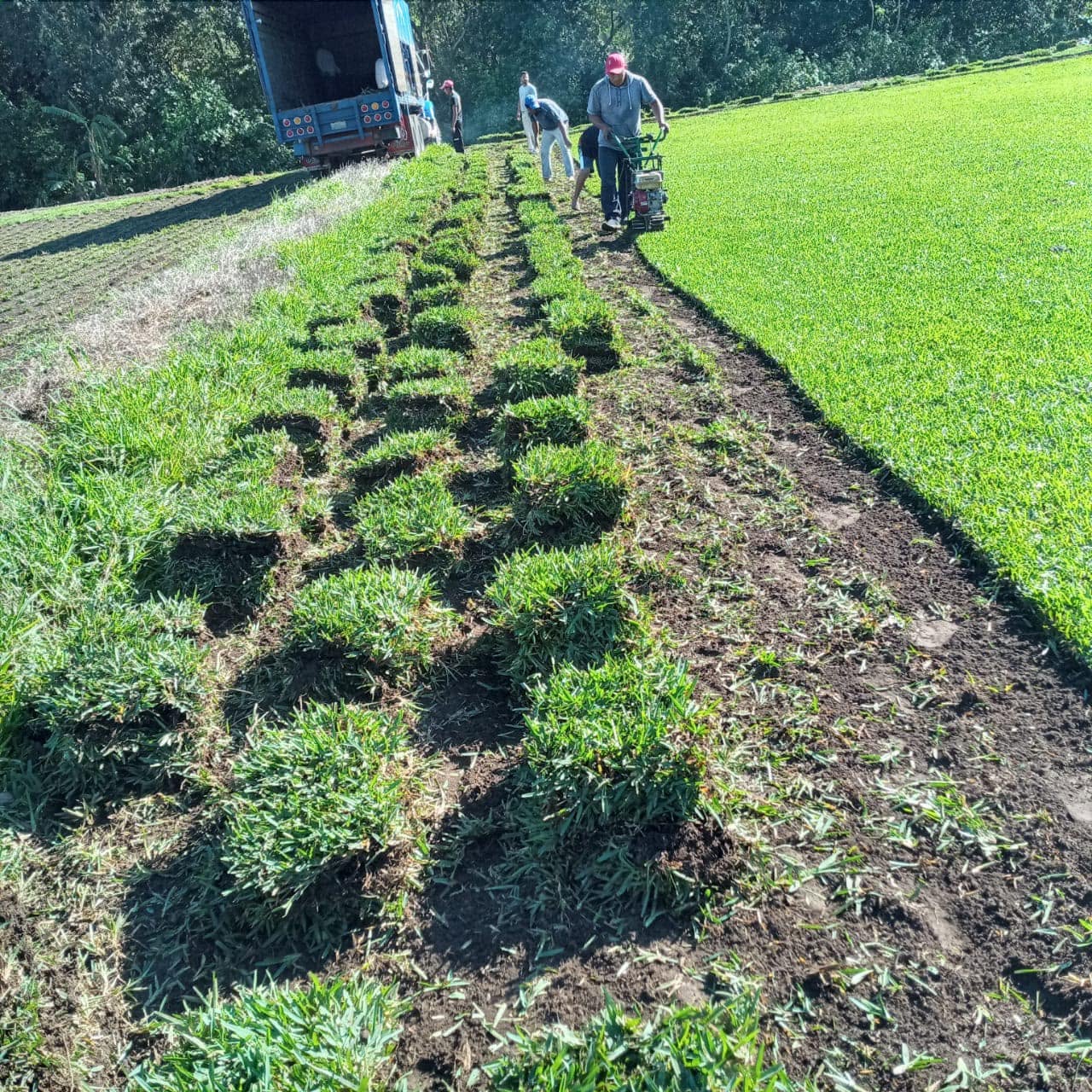Instalación de pasto en rollo: rollos de pasto verde acomodados en el terreno