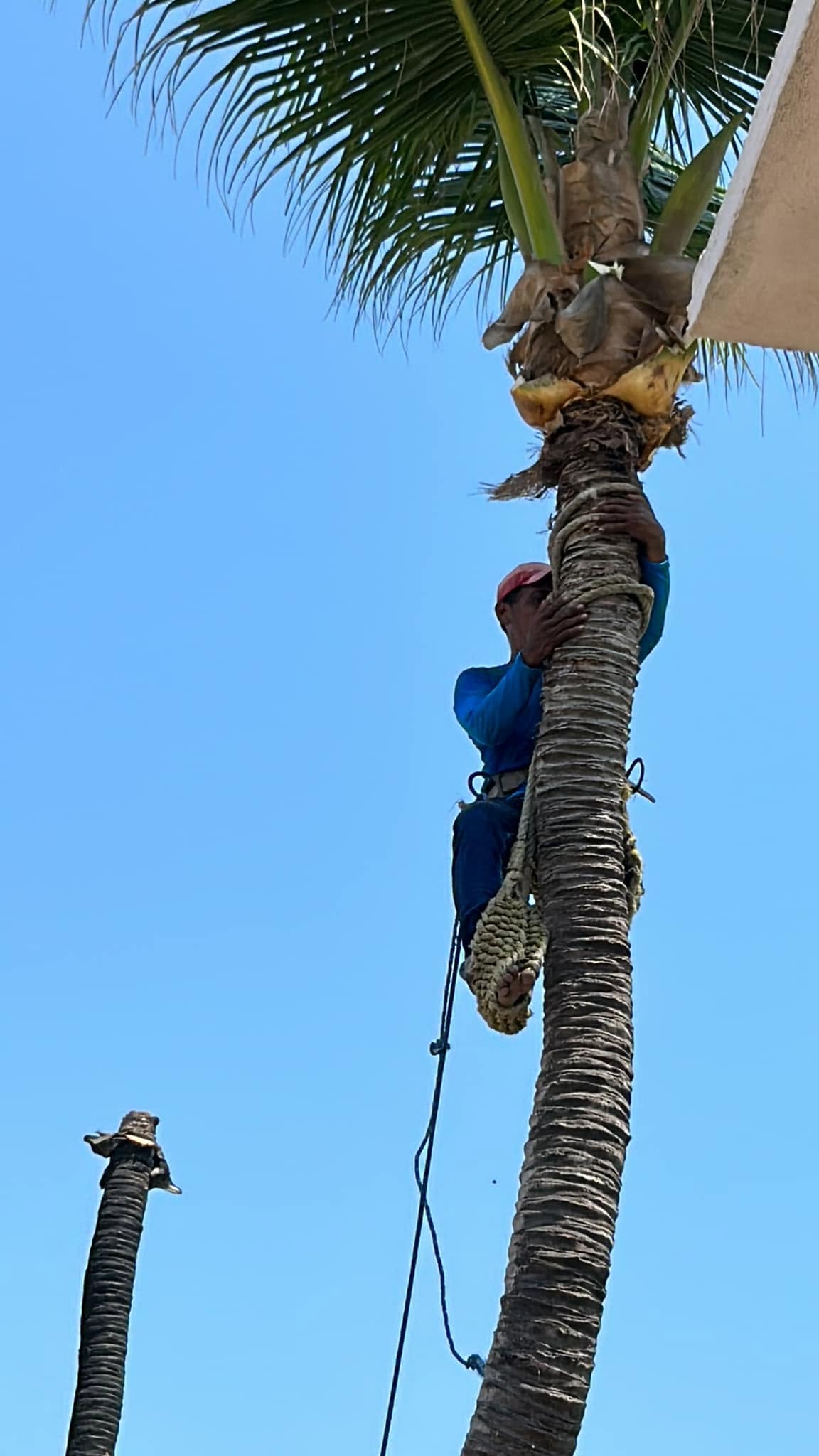 Poda de palmera en altura, servicio de jardinería de El Edén