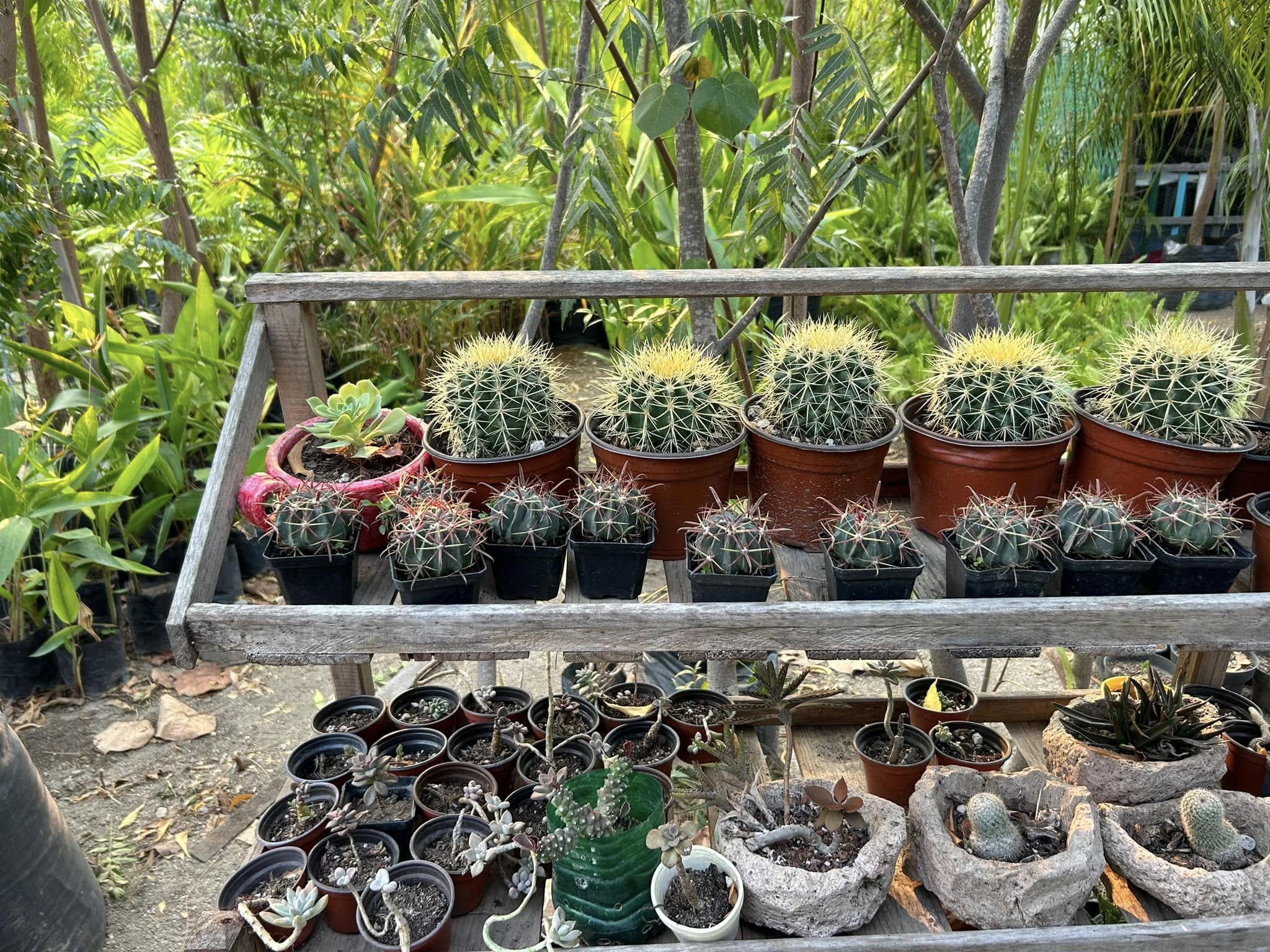 Cactus y suculentas en repisas de madera, listos para llevar