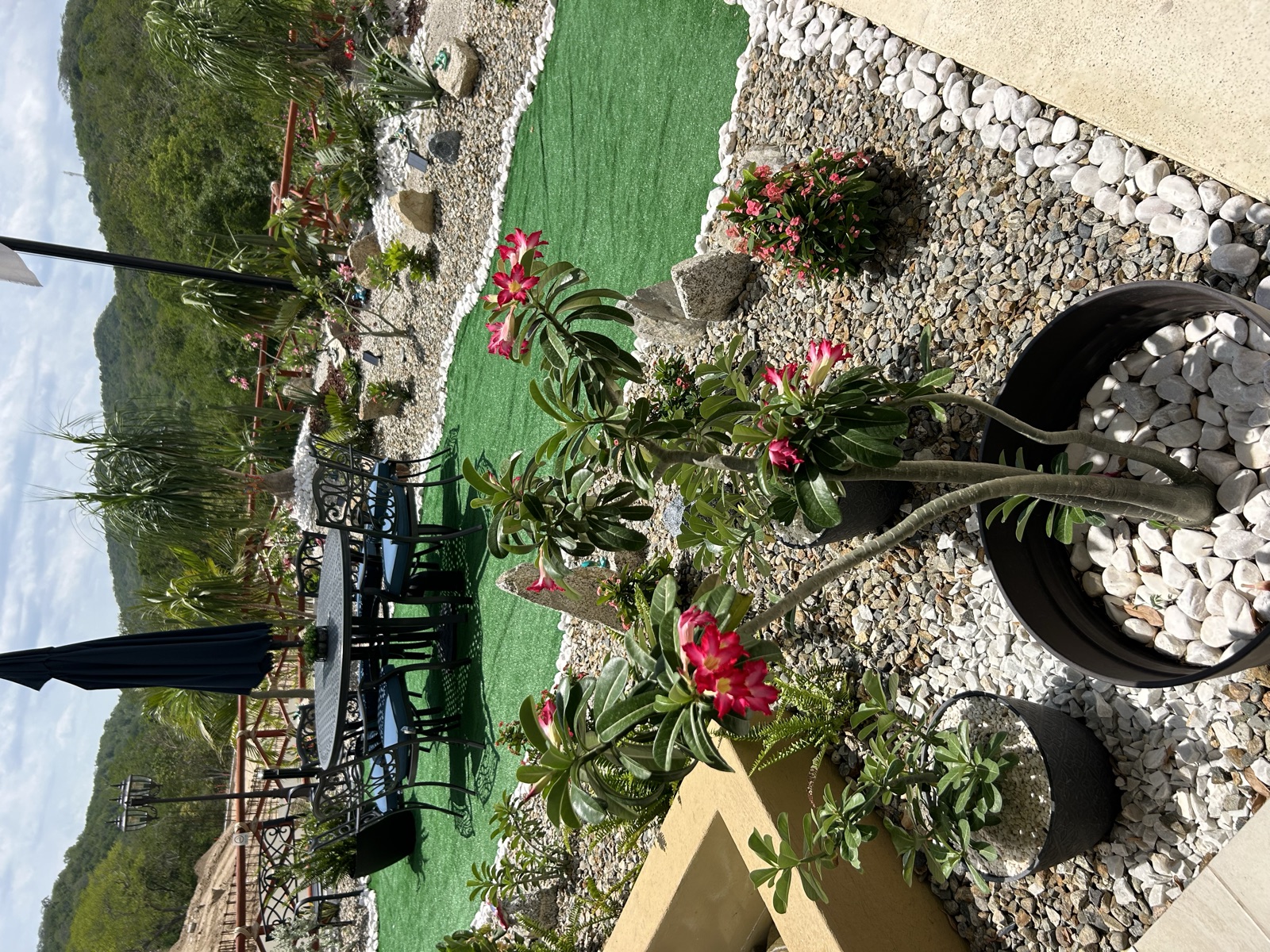 Jardín diseñado por El Edén con rosa del desierto, cactus y vista al cerro