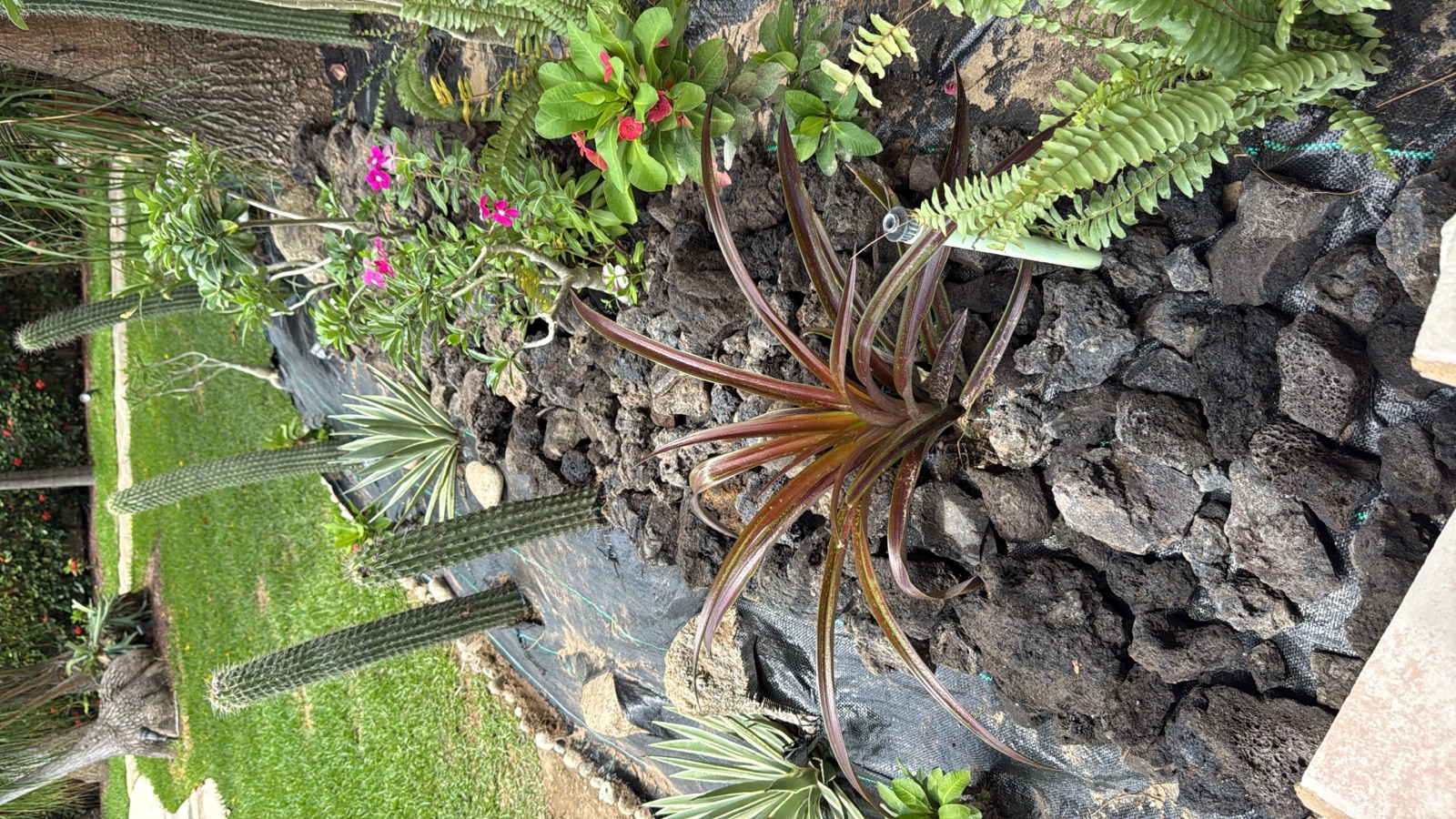 Rocalla con agaves, cactus y flores diseñada por El Edén