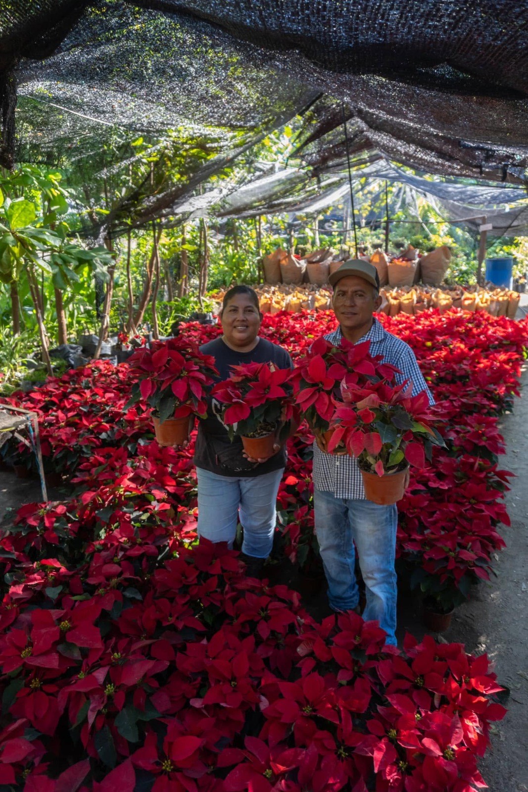 La familia de El Edén entre las nochebuenas rojas del vivero
